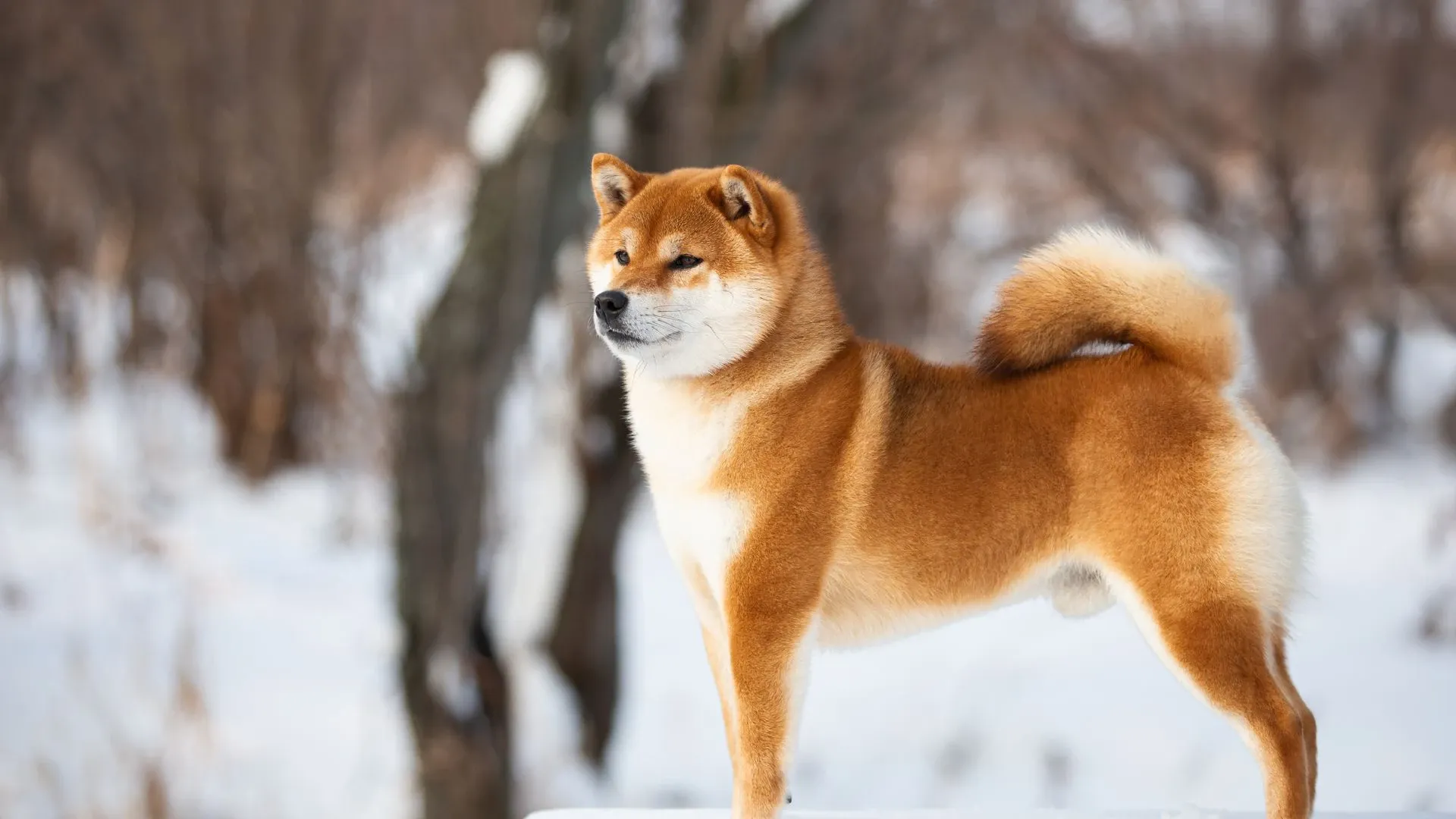 Japanese Shiba Inu